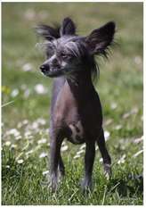 May's Mile Falabella May's Mile Falabella