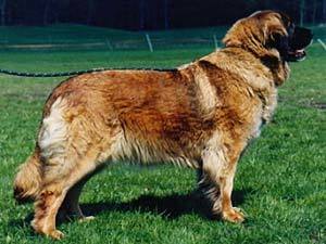Anuschka Chaloupecke Skalky Anuschka Chaloupecke Skalky