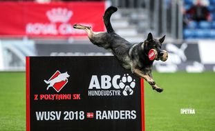 Aik vom Wolfsursprung Aik vom Wolfsursprung