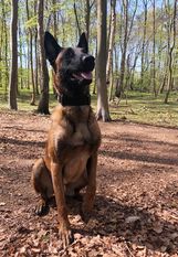 Amico von den Feuerpfoten Amico von den Feuerpfoten
