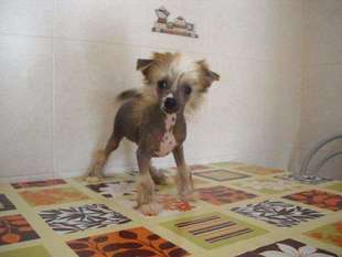 Exacte De Le Chien Bourjois Exacte De Le Chien Bourjois