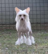 Dogland Happy Al Pachino Dogland Happy Al Pachino
