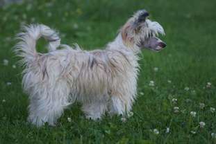 Crested Dream's Mia Bella Crested Dream's Mia Bella