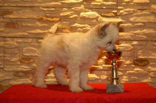Airon Pony Dog Airon Pony Dog