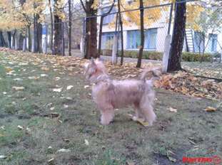 Ronal'di Li Han Ronal'di Li Han