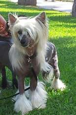 Made In The Bandedogge Made In The Bandedogge