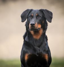 Colorata Canis Mayrau Colorata Canis Mayrau