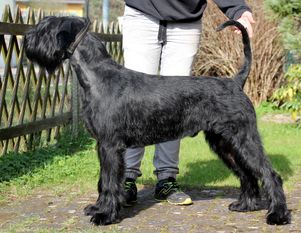 Växjö Cardhu von Blackmoore Växjö Cardhu von Blackmoore