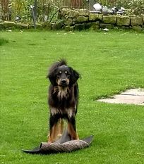 Luzzya ex Canis Lupus Luzzya ex Canis Lupus