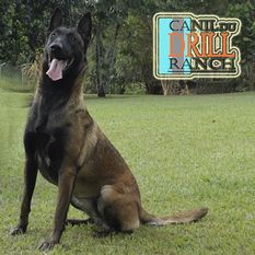 T-Raika du Drill Ranch T-Raika du Drill Ranch