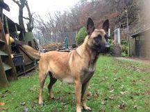 Zara ll von Löwenfels Zara ll von Löwenfels