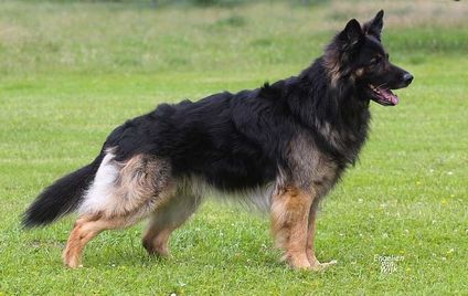 Draco von der Nibelungenburg Draco von der Nibelungenburg