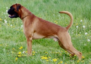 Rebell von Allegro Rebell von Allegro
