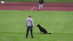 Swiipus Canis Lupus Swiipus Canis Lupus