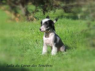 Ialla Du Coeur Des Ténèbres Ialla Du Coeur Des Ténèbres