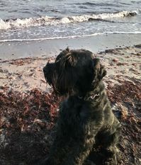 Ambero-Andros von Blackfire Ambero-Andros von Blackfire