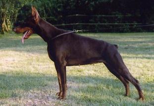 Raya Tara von Heckendorf Raya Tara von Heckendorf