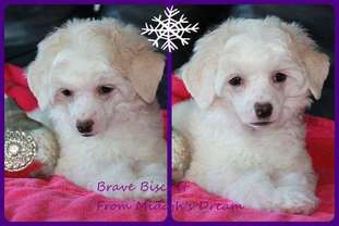 Brave Biscuit From Midajh,s Dream Brave Biscuit From Midajh,s Dream