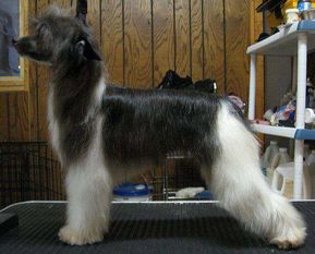 Hairicane Sayber Gardine Hairicane Sayber Gardine