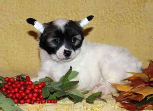 Lorita Star Vozdushnyy Potseluy Lorita Star Vozdushnyy Potseluy