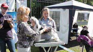 Sapfir Iz Tsarskogo Sela Grand Show Sapfir Iz Tsarskogo Sela Grand Show
