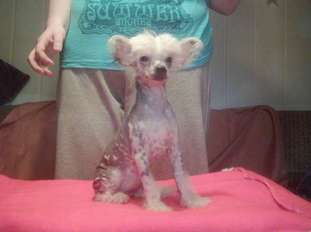 Daisy Born To Be Wild Of Exotic Dog's Daisy Born To Be Wild Of Exotic Dog's