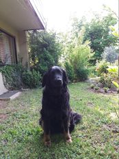 Nessy vom Schondratal Nessy vom Schondratal