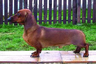 Glenny Cheiron Bohemia Glenny Cheiron Bohemia