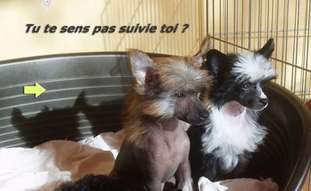 Dush's Des Picholines Dush's Des Picholines