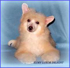 Ilory Luxor Delight Ilory Luxor Delight
