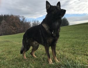 Ahanu von Sitara Ahanu von Sitara
