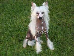 Be Indra De Le Chien Bourjois Be Indra De Le Chien Bourjois