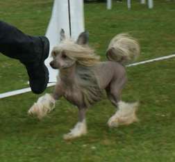 Blowin'in The Wind Of Gizzy's Home Blowin'in The Wind Of Gizzy's Home
