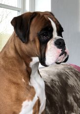 Xora vom Hause Romeo Xora vom Hause Romeo