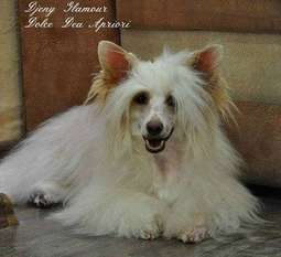 Djeny Glamour Dolce Dea Apriori Djeny Glamour Dolce Dea Apriori