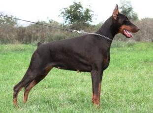Koh-i-noor von Hunnoterra Koh-i-noor von Hunnoterra