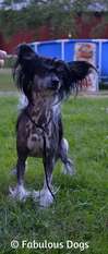 Fabulous Dogs Never Say Never Fabulous Dogs Never Say Never