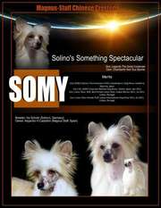 Solino's Something Spectacular Solino's Something Spectacular