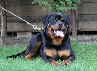 Wizzy von Ivan Hause Wizzy von Ivan Hause