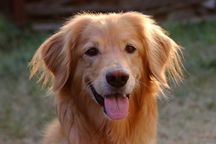 Bild von Jule vom Julienhof