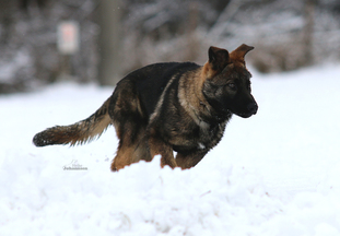 Wolf's Lupo Wolf's Lupo