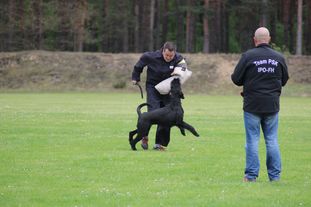 Yoda von Grobis Meute Yoda von Grobis Meute