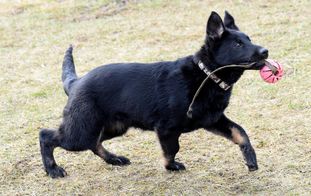 Alberry Aykon Bohemia Alberry Aykon Bohemia