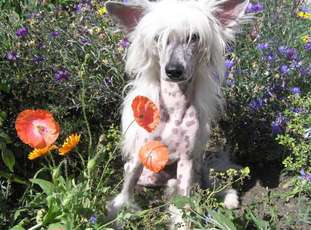 Leon Fleur De Lis Arnold Leon Fleur De Lis Arnold