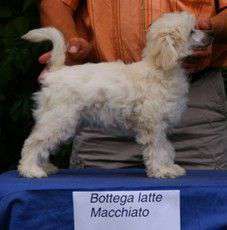 Vanaty Vacancy's Bottega Latte Macchiato Vanaty Vacancy's Bottega Latte Macchiato