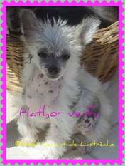 Hathor Veifu Hathor Veifu