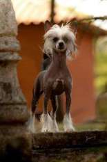 Chasse C.benedicta Chasse C.benedicta