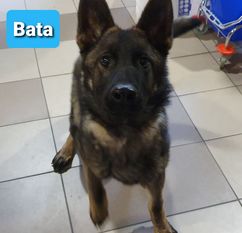 Bata Ujazdowska Sfora Bata Ujazdowska Sfora