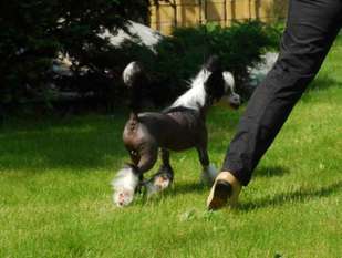 Golden Diamond Cresteds Jackinblack Golden Diamond Cresteds Jackinblack