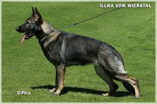 Illka vom Wieratal Illka vom Wieratal
